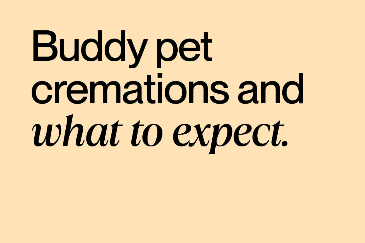 Buddy pet cremations and what to expect. Support resources for pet loss.